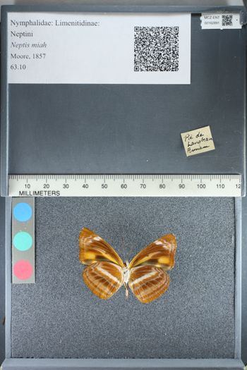 Media type: image;   Entomology 162891